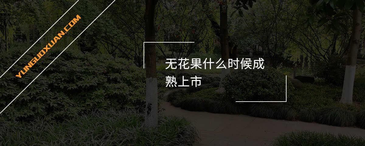 无花果什么时候成熟上市？