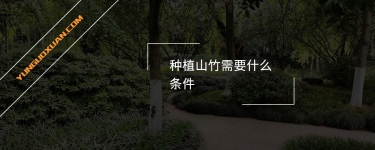 种植山竹需要什么条件？