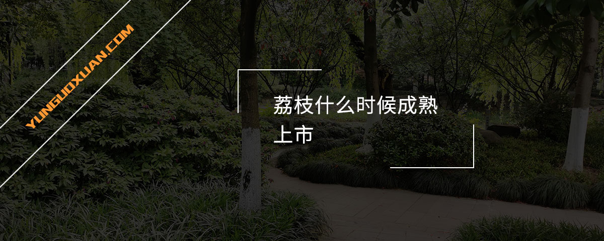 荔枝什么时候成熟上市？