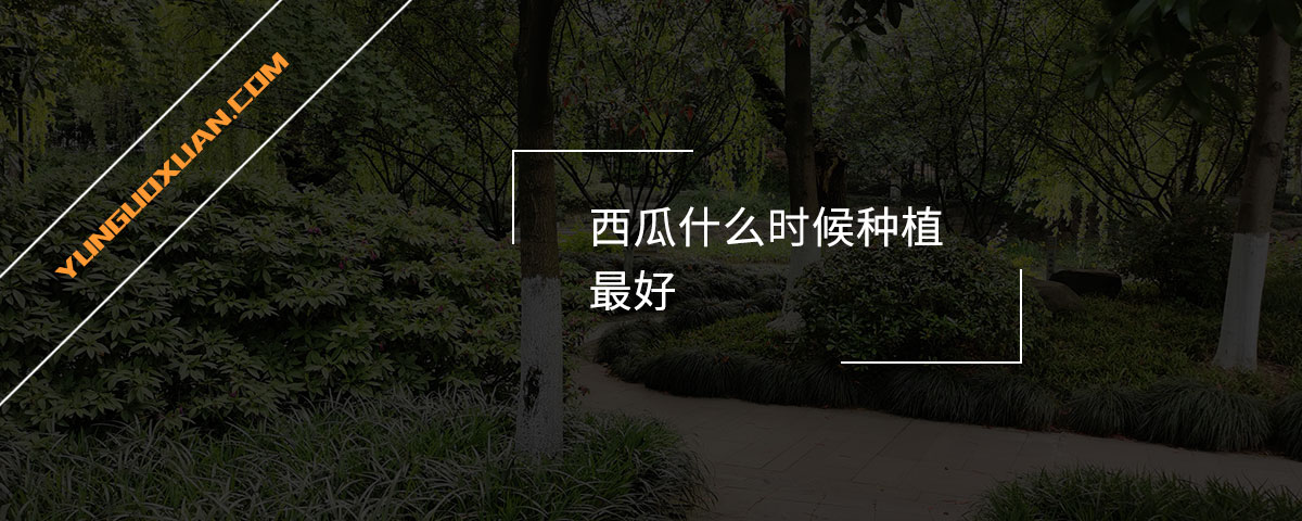 西瓜什么时候种植最好？