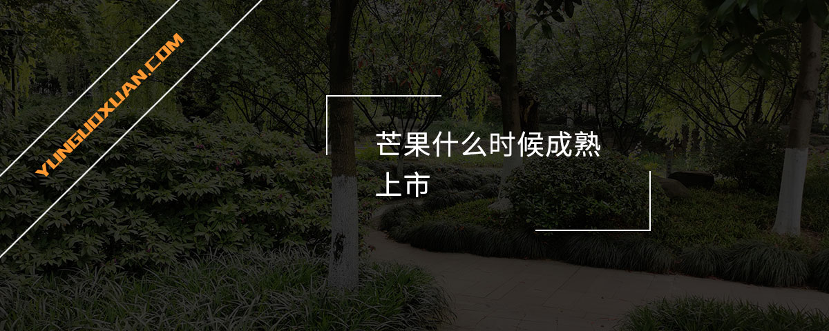 芒果什么时候成熟上市？