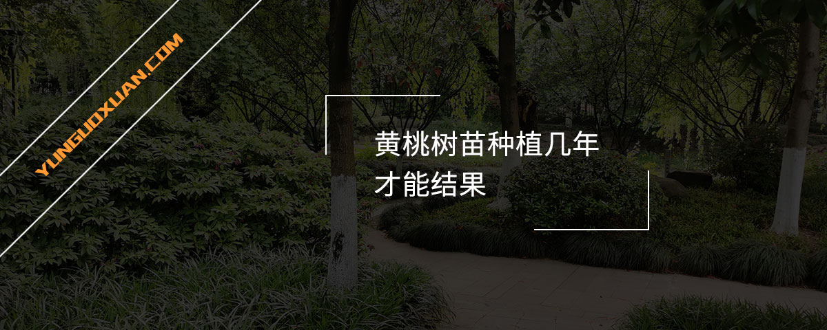 黄桃树苗种植几年才能结果？