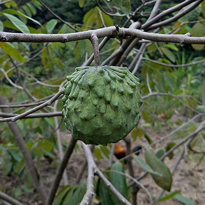 释迦果