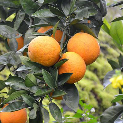 忠县柑橘