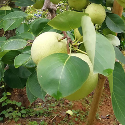 隰县玉露香梨