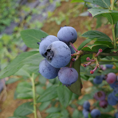 庄河蓝莓