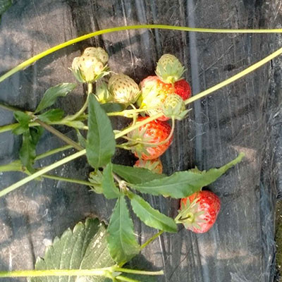 白鹤草莓