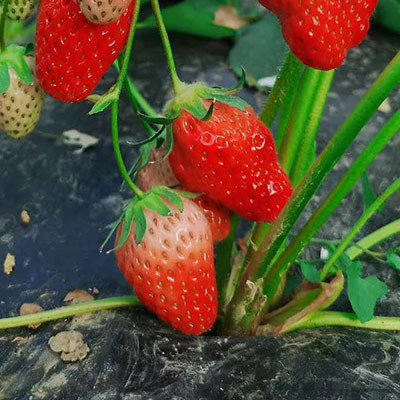 满城草莓