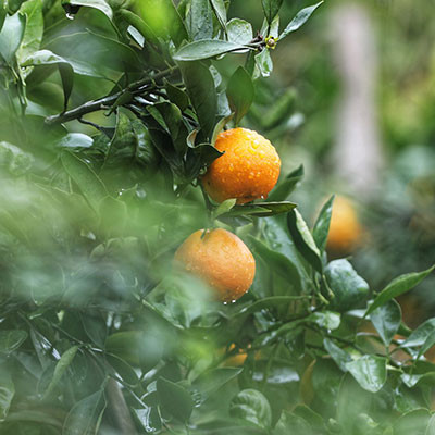 新余蜜桔