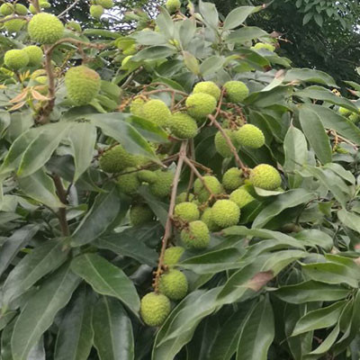 陵水荔枝