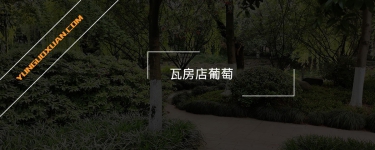 瓦房店葡萄