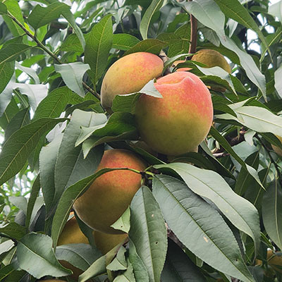 穆阳水蜜桃