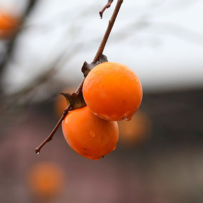 富平尖柿