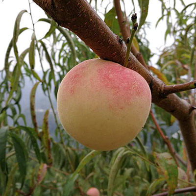 阳山水蜜桃