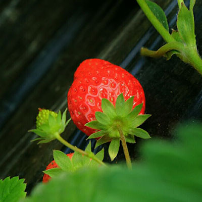 黄川草莓